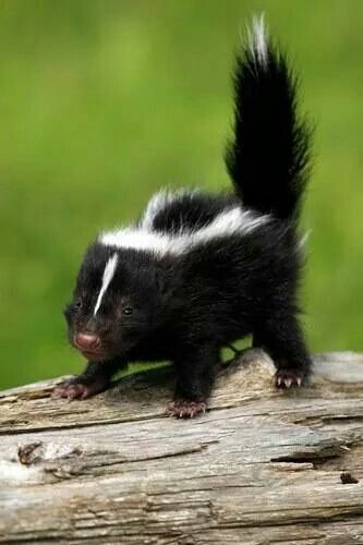 Ok im in love with this wittle baby skunk! Baby Skunk, Baby Skunks, Amazing Animals, Cute Creatures, Sweet Animals, Animal Planet, Animal Photo, Exotic Pets, Nature Animals