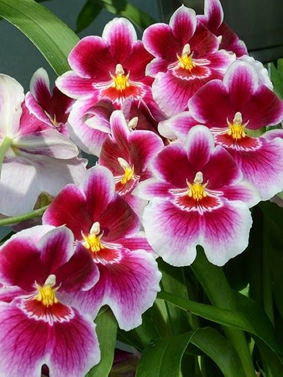 Miltoniopsis, The Pansy Orchid Exotic Orchids, Unusual Flowers, Beautiful Orchids, Orchid Flower, Exotic Flowers, Garden Flowers, Flower Beauty, Flowers Nature, Beautiful Blooms