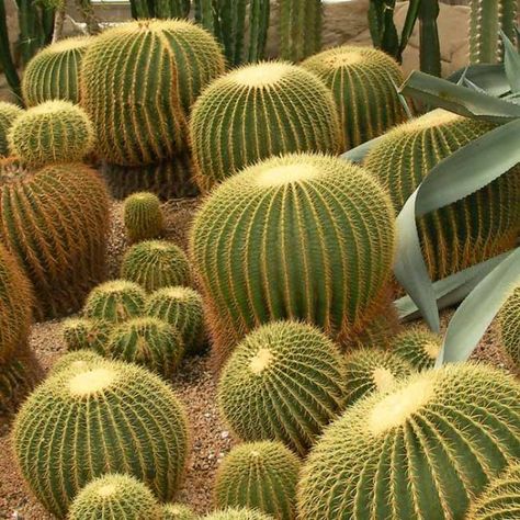 Golden Ball Cactus, Golden Barrel Cactus, Cactus Paintings, Indoor Cactus, Barrel Cactus, Native Plant Gardening, California Garden, Front Yard Garden Design, Succulent Gardening