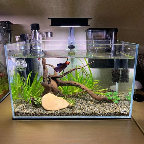 Betta Fish Tank Setup - Simple Guide for Beginners 2 Aqua Ponics, Betta Fish Tank Setup, Aqua Scaping, Fish Tank Ideas, Aquascape Ideas, Fish Aquarium Decorations, Fish Tank Themes, Taman Air, Fish Tank Terrarium