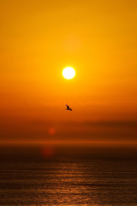 Cinematic Sunset, Lake Sunset Photography, Birds Flying In The Sky Pictures, Bird Sunset, Birds Sunset, Bird In Flight Silhouette, Tiny Mirrors, Birds Flying Over Ocean, Dance Concert