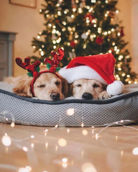 So Cute Dog Christmas Photos🐶 #Christmas #ChristmasSanta #ChristmasDog #ChristmasGift #ChristmasComing #Doglovers Christmas Dog Photography, Christmas Pet Photos, Dog Christmas Photos, Dog Christmas Pictures, Christmas Dog Treats, Christmas Pets, Animal Photoshoot, Merry Christmas Dog, Photos With Dog