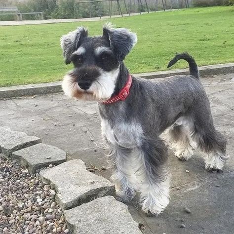 Schnauzer Haircut, Schnauzer Cut, Puppy Haircut, Schnauzer Grooming, Mini Schnauzer Puppies, Puppy Cut, Dog Haircuts, Miniature Schnauzer Puppies, Grooming Style