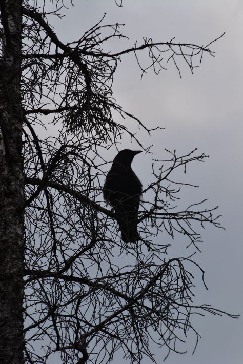 Crow | Karin Lewis (Bookatz) | Flickr Crow Aethestic, Crow Aesthetic Cute, Cute Birds Aesthetic, Crows In Trees, Crow Pfp Aesthetic, Crow Aesthetic Dark, Crows Photography, Crow Wallpapers, Crow Pfp