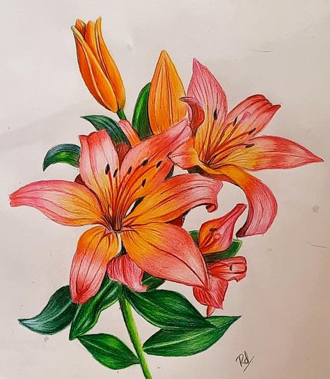 Flowers, pencil sketching, art, colourful Colour Pencil Shading Flowers, Flower Art Colored Pencil, Colour Pencil Flower Art, Lily Flower Drawing Color Pencil, Colour Pencil Art Flowers, Flower Drawing With Pencil Colour, Flower Sketch Color, Pencil Art Colour, Flower Coloured Pencil Drawing