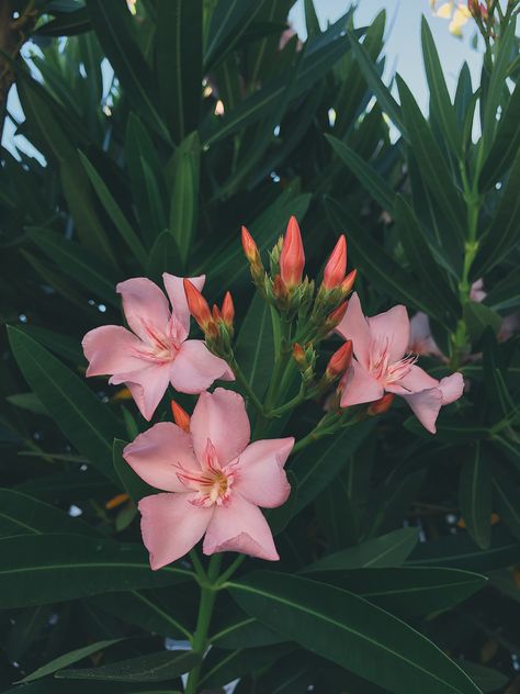 Vsco Photography, Instagram Ideas Photography, Plant Wallpaper, Plant Aesthetic, Trendy Flowers, Flower Phone Wallpaper, Flowers Nature, Nature Wallpaper, Cool Plants