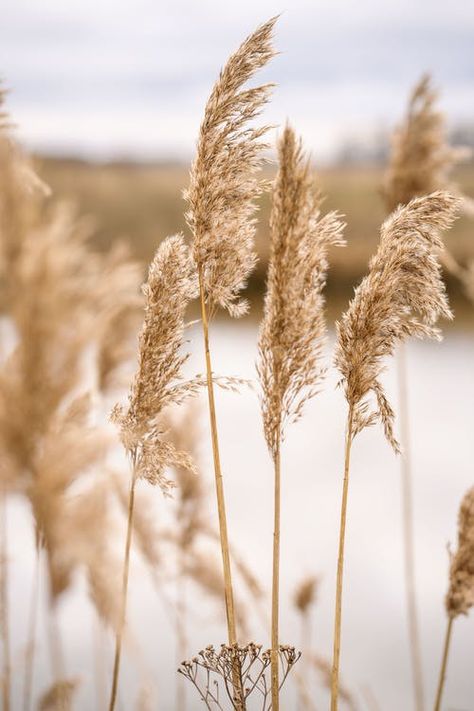 Bohemian Pictures, Grass Background, Mediterranean Tile, Wheat Fields, Creative Pictures, Sunset Wallpaper, Instagram Frame, Blurred Background, Mural Wall Art