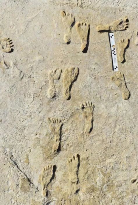 Prehistoric Footprints Push Back Timeline of Humans' Arrival in North America | Smart News | Smithsonian Magazine Sand Footprint, Cultural Artifact, Fossil Bones, Oldest Human, Early Humans, Ancient Persian, Archaeological Finds, First Humans, Bournemouth