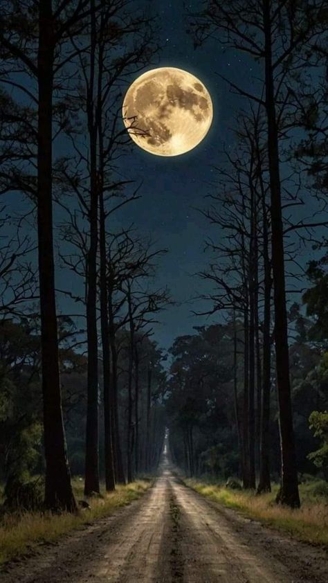 Full Moon Photography, Straight Road, Night Sky Moon, Full Moon Night, Moonlit Sky, Dreamy Artwork, Trees Nature, Moon Poster, Moon Pictures