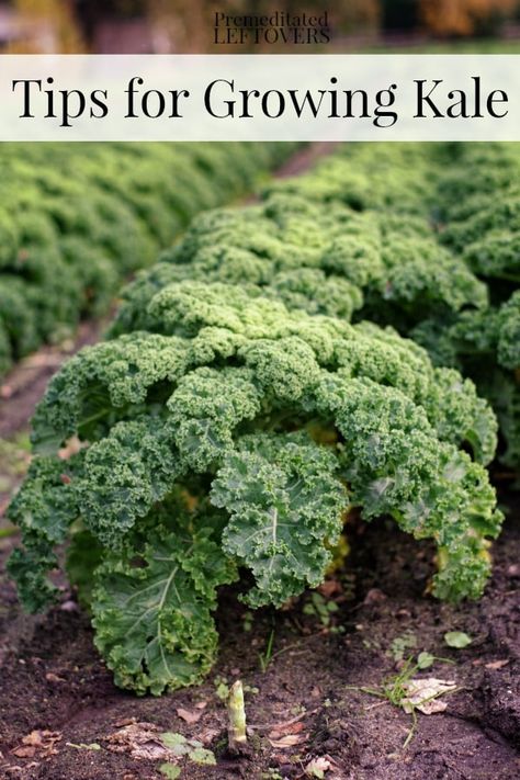 How To Harvest Kale, How To Grow Kale, Harvest Kale, Grow Kale, Harvesting Kale, Kale Plant, Growing Kale, When To Plant, Garden Veggies