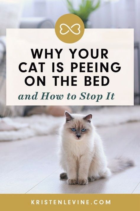 Cleaning Cat Urine, Cat Pee Smell Removal, Remove Cat Urine Smell, Cat Urine Remover, Cat Pee Smell, Cat Urine Smells, Pee Smell, Cat Cleaning, Cat Pee