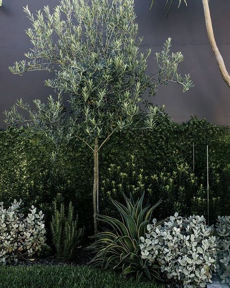 Olive Trees Landscape, Olive Trees Garden, Australian Garden Design, Australian Native Garden, Front Garden Design, Australian Garden, Front Landscaping, Coastal Gardens, Have Inspiration