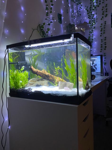 Bedroom With Fish Tank, Bedroom Aquarium, Aesthetic Fish Tank Ideas, Fish Tank Aesthetic, Indoor Rabbit Cage, Fish Tank Ideas, Snail Tank, Fish Tank Themes, Fish Tank Terrarium