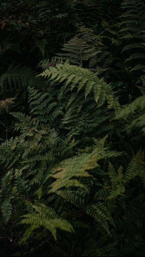 Green Fern Aesthetic, Hunter Green Asthetics, Plague Aesthetic Green, Nature Aesthetic Wallpaper Iphone, Botanical Wallpaper Iphone, Pacific Northwest Wallpaper, Swamp Aesthetic, Lightroom Settings, Twilight Woods