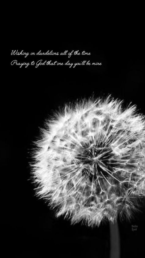 Dandelions Song Wallpaper, Dandelion Wallpaper Iphone, Dandelion Sayings, Wishing On Dandelions, Dandelion Lyrics, Dandelion Quotes, Dandelion Wallpaper, Chakra Health, Cute Fall Wallpaper