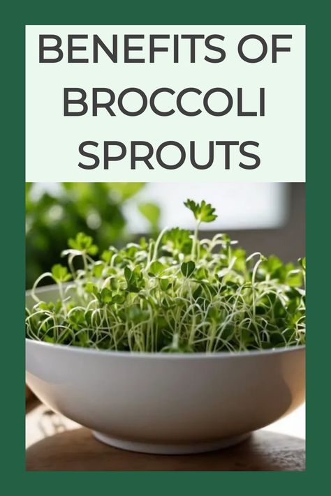 Explore the wonders of broccoli sprouts, the fresh shoots of the broccoli plant bursting with nutrients. Quick to grow, these tender sprouts enhance dishes with a subtle flavor that harmonizes perfectly with diverse recipes. Versatile in cooking, they bring a nourishing touch to your culinary creations, adding a healthy twist to your meals. Broccoli Sprouts Recipes, Broccoli Sprouts Growing, Sprouts Growing, Superfood Benefits, Superfoods Benefits, Sprouts Recipes, Broccoli Plant, Broccoli Benefits, Herbal Medicine Recipes