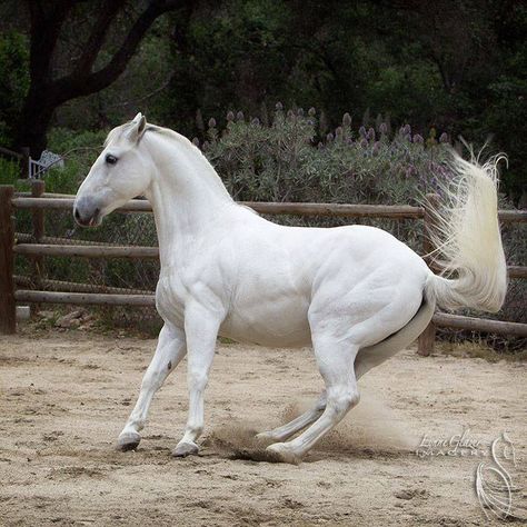 Lipazzan Lippizan Horse, Lippizaner Horses, Lipizzaner Horse, Lippizaner, Horse Anatomy, Horse Inspiration, Grey Horse, Horse Drawings, Horse Crazy