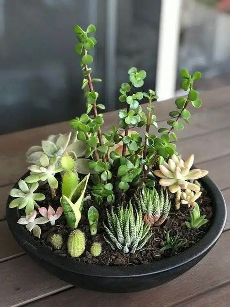 15 Mesmerizing Cactus and Succulent Dish Garden Ideas Succulent Pot Garden, Garden Succulents Ideas, Large Potted Succulents Outdoor, Garden Dish Ideas, Succulent Basket Ideas, Multi Plants In One Pot, Succulant Planting Ideas Garden, Plant Succulents In Containers, Cactus Planter Ideas