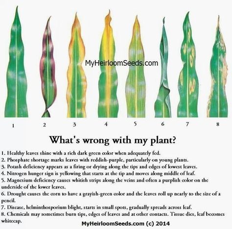 How to identify what is wrong with your plant... How To Identify Plants, Snake Plant Problems, Plant Deficiencies, Indoor Gardening Supplies, Indoor Vegetables, Agriculture Education, Indoor Vegetable Gardening, My Plant, Plant Nutrients