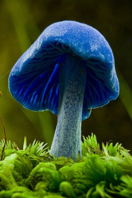 Blue mushroom (Entoloma hochstetteri) by little.tomato      A blue mushroom from the inland track in Abel Tasman. Blue Mushroom, Mushroom Fungi, Wild Mushrooms, Science And Nature, Amazing Nature, Nature Beauty, Natural World, Mother Nature, Beautiful Nature