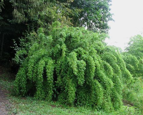 Fargesia denudata Zone 6 Plants, Bamboo Landscape, Phyllostachys Nigra, Clumping Bamboo, Bamboo Seeds, Yellow Bamboo, Blue Fountain, Moso Bamboo, Bamboo Garden