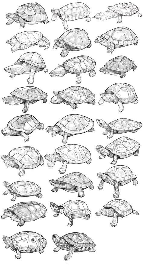 Tortoise Drawing, Turtle Drawing, Výtvarné Reference, Original Tattoos, Turtle Tattoo, Animal Study, Turtle Painting, Turtle Art, Desenho Tattoo