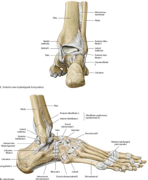 Ankle Anatomy, Human Body Vocabulary, Joints Anatomy, Human Skeleton Anatomy, Leg Anatomy, Human Anatomy Reference, Foot Anatomy, Anatomy Bones, Gross Anatomy