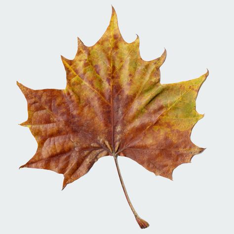 Sycamore Tree Leaves, Microscopic Creatures, Sycamore Leaves, Sycamore Leaf, Sycamore Tree, Tree Study, Maple Trees, Leaf Drawing, Natural Form