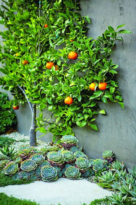 Citrus espalier, bed of succulents Scott Shrader, Concrete Backyard, Low Water Landscaping, Espalier Fruit Trees, Tangerine Tree, Summer Tree, California Garden, Tree Tree, Have Inspiration