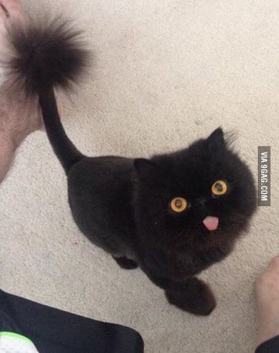 Roommate just shaved his super derp cat Shaved Cat, Cat Haircut, Interesting Animals, Persian Cat, Funny Cat Pictures, Cat Grooming, Funny Animal Pictures, Dog Hair, Cat Pics