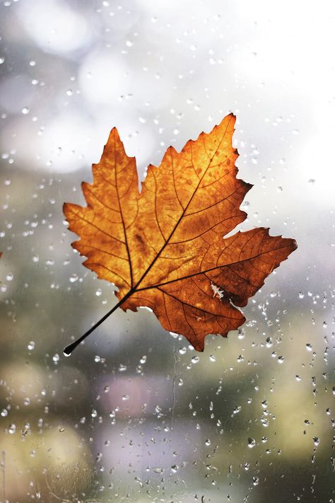 Maple leaf with rain drops attached on window  by Jovana Rikalo for Stocksy United Leaf Photography, Autumn Rain, Theme Nature, Autumn Magic, Autumn Leaves Photography, Autumn Nature, Autumn Scenery, Autumn Leaf, Autumn Beauty