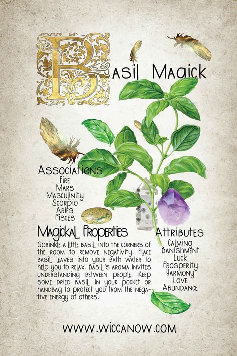 Basil is an ancient healing herb used for centuries in Ayuverdic medicine to treat everything from snakebites to inflammation. Originally from Asia, basil is now found in various cultivars all over the world. The magickal properties of Basil include luck, prosperity, abundance, protection and harmony among many others. #basilmagick #greenwitchcraft #herbology Basil Properties Magic, Basil In Witchcraft, Magical Properties Of Basil, Basil Correspondences, Basil Witchcraft Uses, Basil Magical Uses, Basil Spells, Fennel Seed Magical Properties, Basil Medicinal Uses