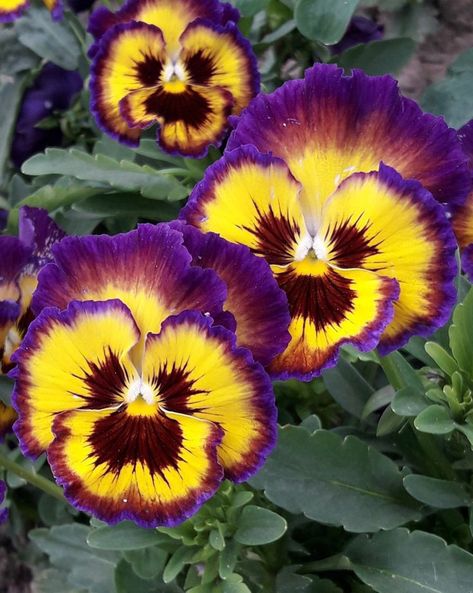 Pictures Of Pansies, Pansy Flowers Garden, Pansy Flower, Purple Pansy, Pansies Flowers, Unusual Plants, Watercolor Flower Art, Airbrush Art, Purple And Yellow