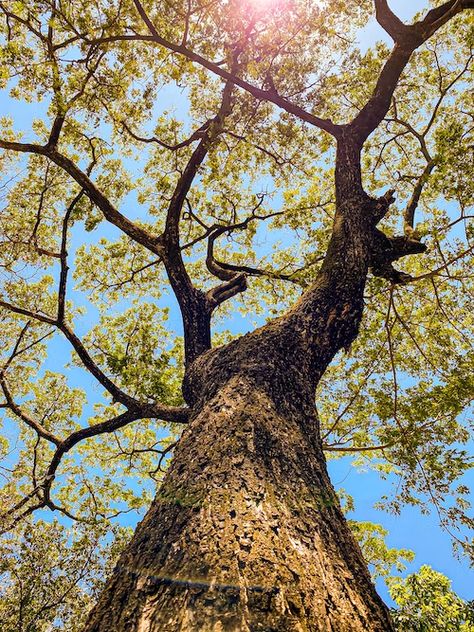 Low Angle Tree, Tree Looking Up, Person Hanging From Tree, Looking Up At Trees, Tree Perspective, Low Angle Photography, Composition Photo, Angle Photography, Snake Painting