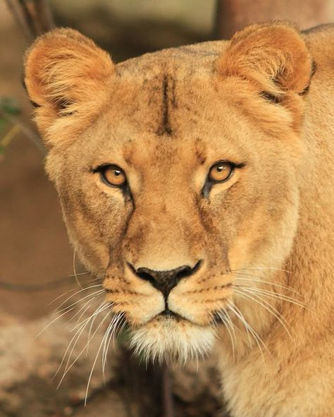 Lioness- love this photo for a tattoo representing me.  :) Lioness Photo, Lioness Photography, Lioness Roar, Lioness Face, Lioness Images, Lion Female, Lioness Queen, Lion Ears, Lioness Tattoo