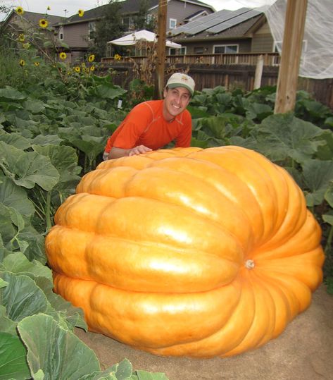 Giant Pumpkin Growing Tips From The Pumpkin Man. Kaleb really wants an even bigger pumpkin this year. Pumpkin Growing, Giant Vegetable, Big Pumpkin, Lily Seeds, Pumpkin Vegetable, Planting Pumpkins, Biggest Pumpkin, Giant Pumpkin, Pumpkin Man