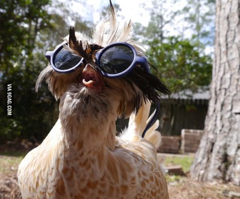 Chicken with sunglasses - 9GAG Funny Animal Pictures, Leyte, Chicken Humor, Pet Chickens, Funny Animal Memes, A Chicken, Chickens Backyard, Laughing So Hard, Animal Memes