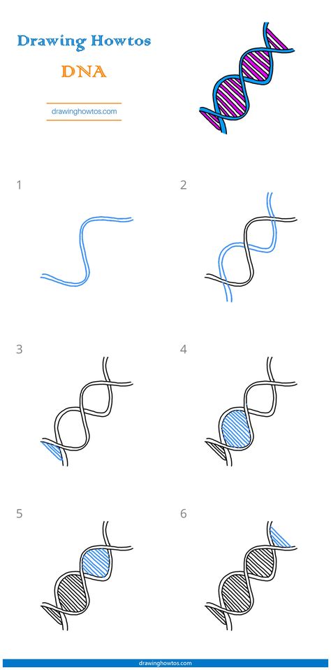 Dna Drawing Easy, How To Draw Dna Step By Step, Dna Model Drawing, Dna Drawing Art, Dna Cartoon Art, Dna Sketch, Draw Anatomy, Dna Drawing, Dna Tree