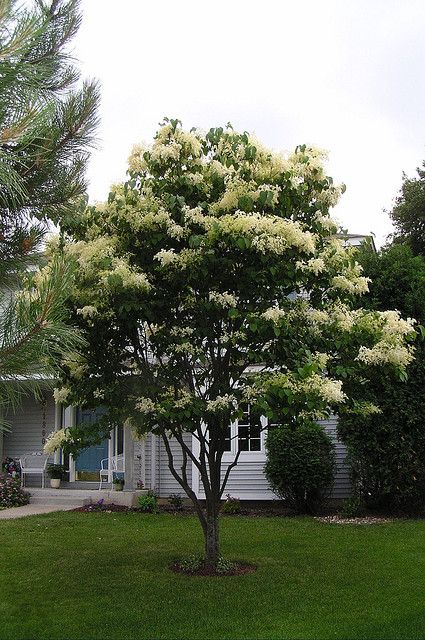 Japanese Lilac Tree.  We saw one of these today and the smell is so sweet...I want one. Japanese Lilac Tree, Japanese Lilac, Hampton Garden, Trees For Front Yard, Japanese Tree, Lilac Tree, Front Landscaping, Ornamental Trees, Home Landscaping