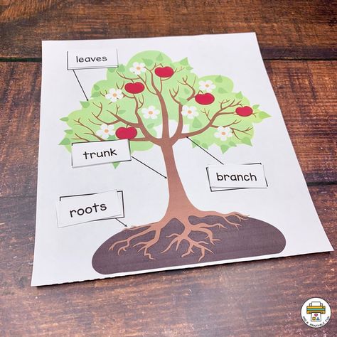 Children place the Tree Part Words in the correct place on the Tree Mat., this activity would go great with a book all about the parts of a tree like Mrs. Peanuckle's Tree Alphabet by Mrs. Peanuckle. #prekprintablefun Tree Parts Preschool, Preschool Tree Study Activities, Parts Of A Tree Preschool Activities, Parts Of A Tree Preschool, Printable Preschool Activities, Parts Of A Tree, Cookie Sheet Activities, Tree Alphabet, Creative Curriculum Preschool