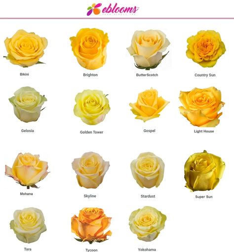 Golden Tower Yellow Rose variety Golden Tower Light Yellow  Rose Soft yellow with green guard petals a beautiful and dedicated tone.  Features: ✿ Color Description:  Soft yellow ✿ Bloom Size: Medium  5.5 - 6.0cm - Lenght Stem 50cm ✿ Count Petals: 40 ✿ Vase Life: Average of 12 - 14 days ✿ Free Shipping  Size Pack Available: ✿ Mini-Pack 50 Stems ✿ Large Pack 100 Stems Yellow Rose Varieties, Bulk Flowers Online, Golden Roses, Yellow Rose Flower, 12 Roses, Fresh Cut Roses, Rosé Soft, Rose Varieties, Types Of Roses