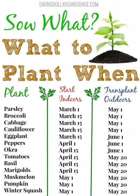 Check out this handy gardening chart to know when to start growing your seeds indoors and when to transplant them outdoors. Gardening Chart, What To Plant When, Plantarea Legumelor, نباتات منزلية, Veg Garden, Home Vegetable Garden, Food Garden, Veggie Garden, Growing Food