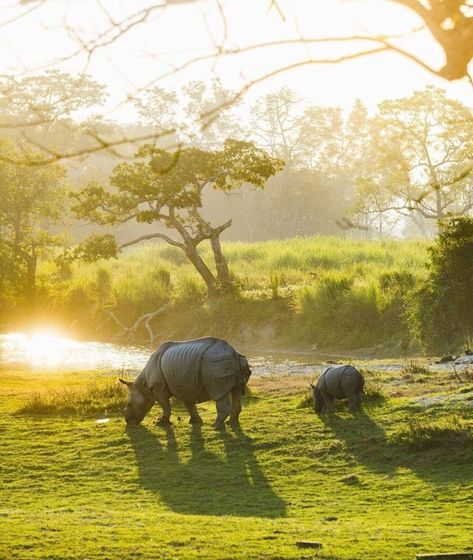 With stunning wilderness and enchanting highlands, Kaziranga is a dream destination Photography : @anurag_k24 Kaziranga National Park Photography, Assam Photography, Kaziranga National Park, India Landscape, Zoo Inspiration, Nice Photography, Mountain Landscape Photography, National Parks Photography, Nature Sketch