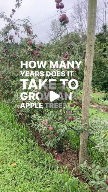 Under the Tree Farm | Finger Lakes, NY on Instagram: "How I propagate apple trees, starting with just a stool bed and buds.  I have about 800 apples in my orchard I have grown this way!" Apple Tree Farm, Trees Backyard, Food Forest Garden, Finger Lakes Ny, Apple Trees, Food Forest, Forest Garden, Finger Lakes, Creative Gardening