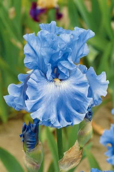 'Astro Blue' Iris Flowers Iris, Gladioli, Iris Garden, Blue Iris, Blue Garden, Bearded Iris, Favorite Flower, Iris Flowers, Bulb Flowers