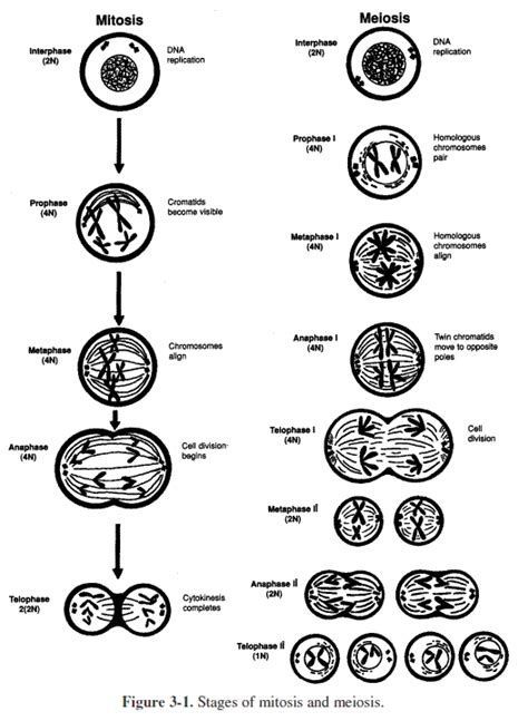 Mitosis Illustration, Anaphase Mitosis, Prophase Mitosis, Interphase Mitosis, Mitosis Poster, Meiosis Stages, Meiosis Model, Mitosis Phases, Mitosis Project