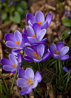 Purple Crocus Purple Crocus, Purple Flowers Garden, Crocus Flower, Blue And Purple Flowers, Flower Therapy, Flower Names, Beautiful Flowers Pictures, Types Of Flowers, Flower Images