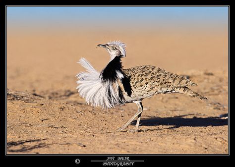 Photography Eyes, Big Bird, Weird Animals, Birds Eye View, Cute Creatures, Birds Of Paradise, Birds Eye, Bird Lovers, Bird Watching