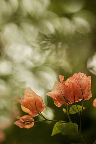 B o u g a i n v i l l e Green Peach Aesthetic, Peach Green Aesthetic, Raindrops And Roses, Green Cottage, Peach Aesthetic, Bokeh Photography, Peach And Green, Color Wave, Flower Therapy