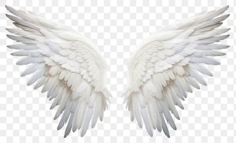 Angel Wings Edit, Angel Wings Hd, Angel Wing Overlay, Lambo Gallardo, Wing Png, Png Pic, Png Angel, Halloween Tiktok, Cartoon Angel